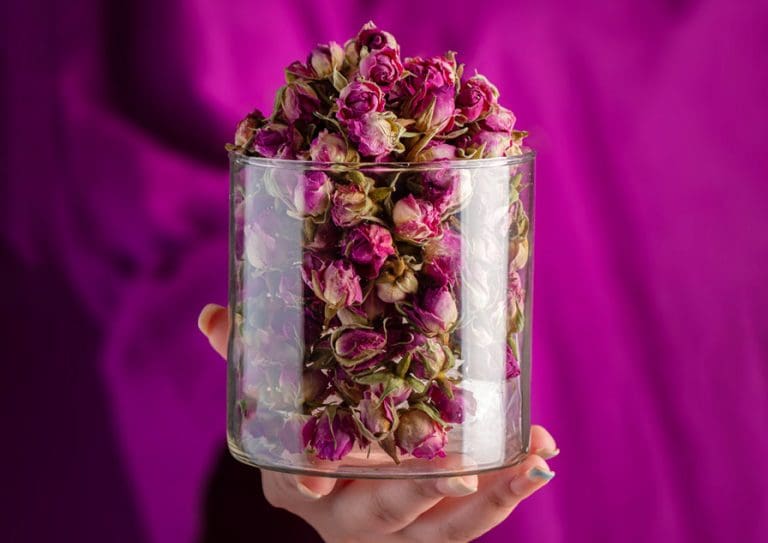 گل محمدی دارویی تازه با خواص درمانی برای دمنوش و آرامش بدن